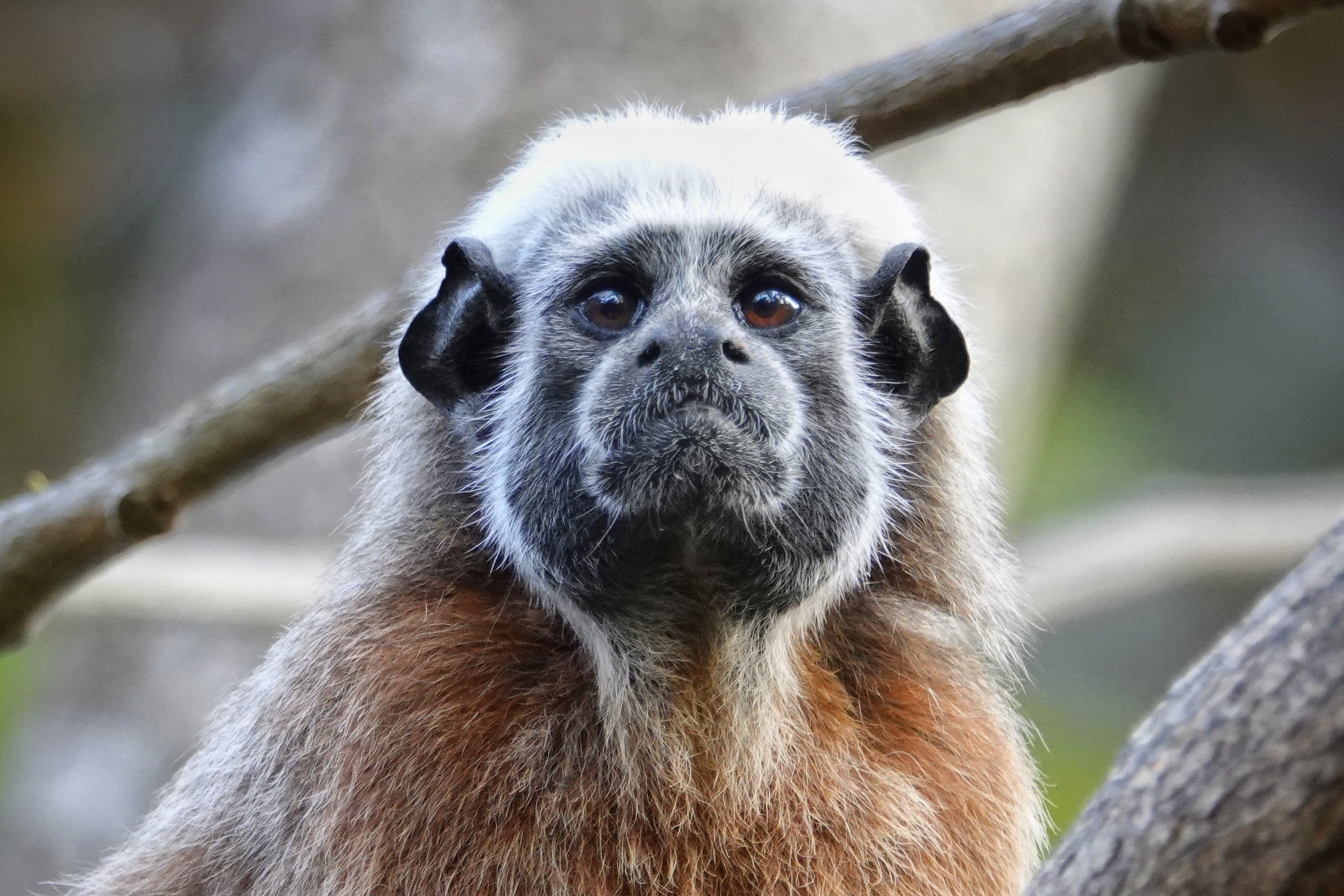 Singe tamarin